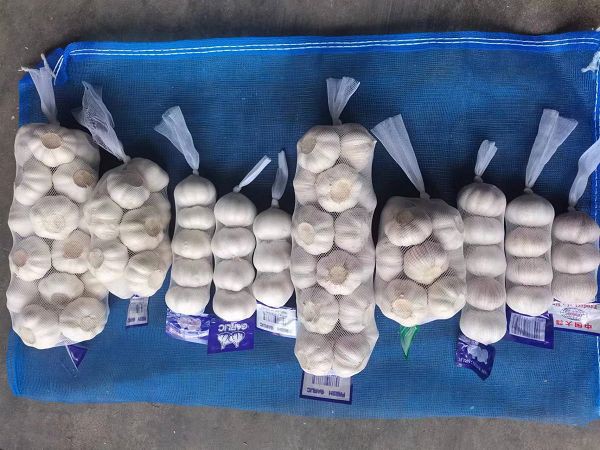 5.0см Чеснок